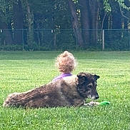 Lola joined the competition — help win amazing prizes! dog, child, grass, outdoor, park, trees, fence, curly_hair, greenery, pet, companion, relaxing, nature, summer, playing, toy, animal, friendship, young_child, peaceful
