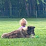 dog, child, grass, outdoor, park, trees, fence, curly_hair, greenery, pet, companion, relaxing, nature, summer, playing, toy, animal, friendship, young_child, peaceful