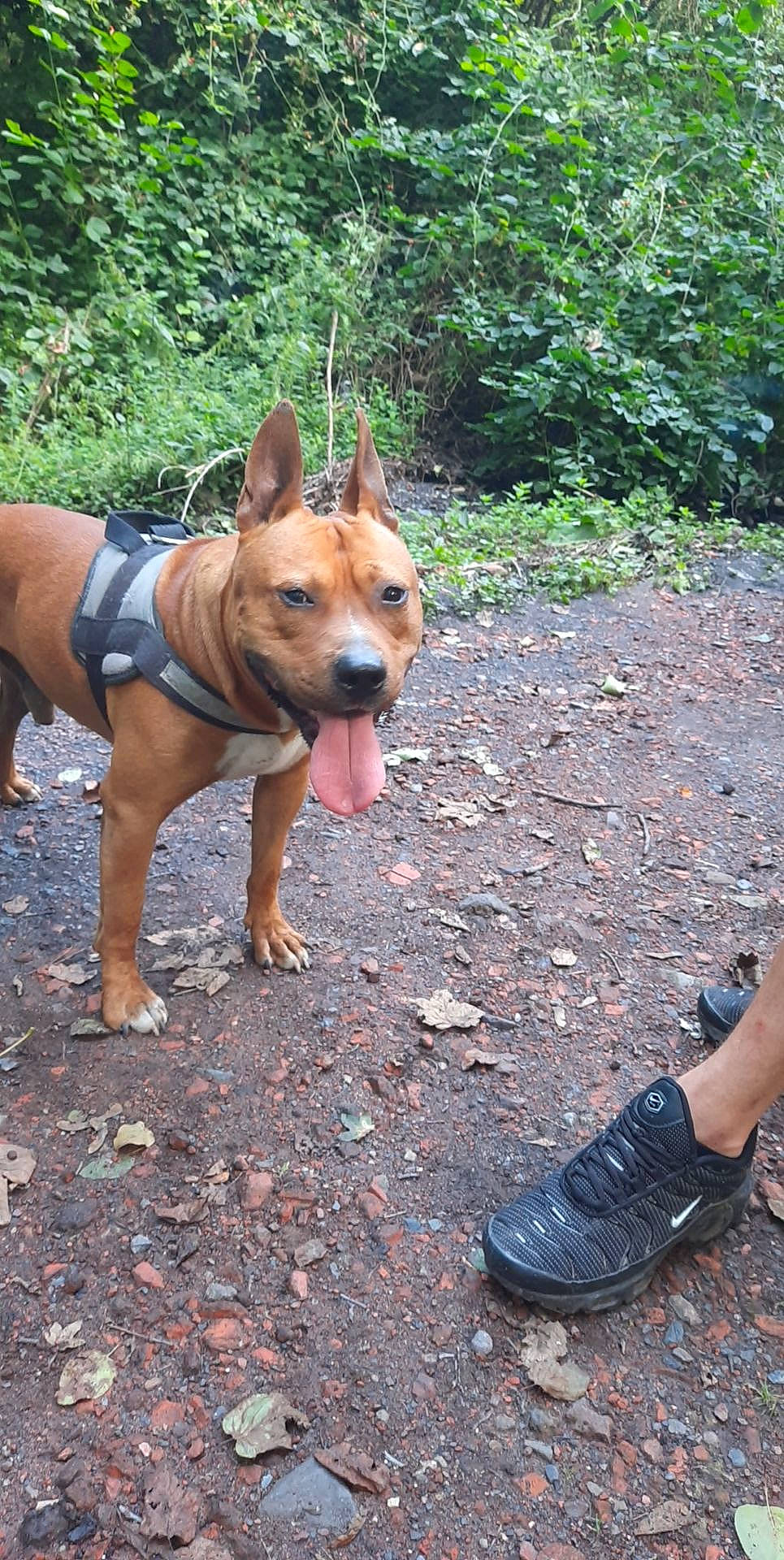 Osco participe au concours pour gagner de l'argent avec cette photo : adventure, canidae, carnivore, collar, companion_dog, dog, dog_breed, dog_supply, fawn, foot, human_leg, leash, plant, road_surface, snout, soil, sporting_group, street_fashion, walking, working_animal