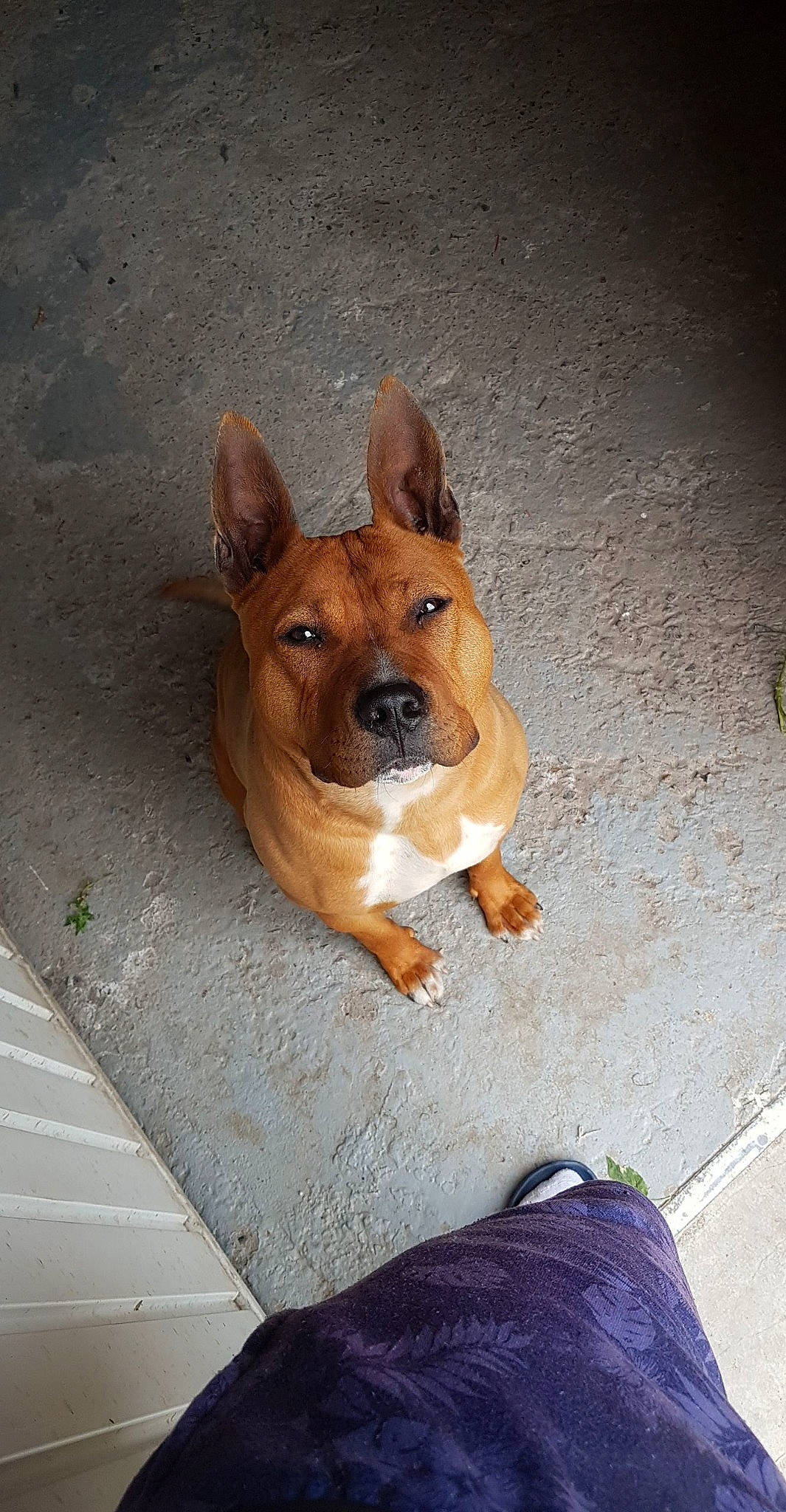Osco participe au concours pour gagner de l'argent avec cette photo : ancient_dog_breeds, asphalt, carnivore, companion_dog, concrete, dog, dog_breed, fawn, flooring, foot, paw, road_surface, sandal, snout, sporting_group, street_dog, whiskers, window, wood, working_animal