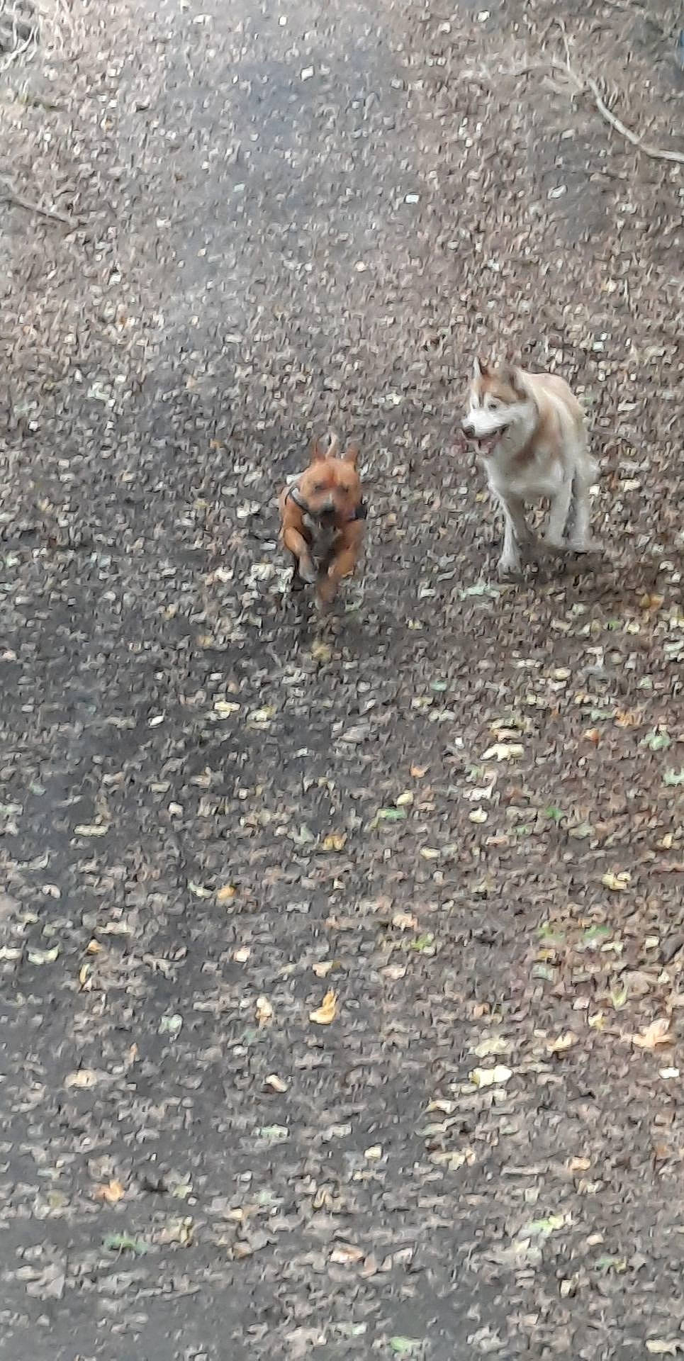 Osco participe au concours pour gagner de l'argent avec cette photo : asphalt, canidae, carnivore, chipmunk, fawn, felidae, fur, grass, organ_mountains_chipmunk, perching_bird, road, road_surface, rodent, small_to_medium_sized_cats, soil, squirrel, tail, terrestrial_animal, wildlife