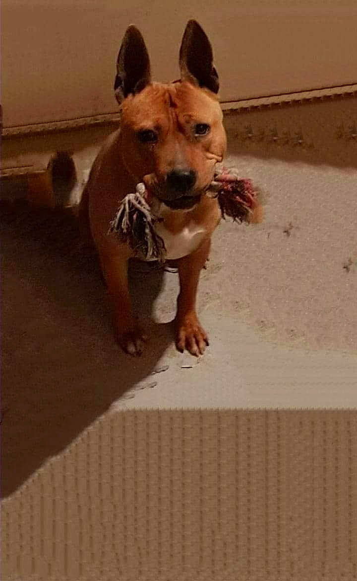 Osco participe au concours pour gagner de l'argent avec cette photo : canidae, carnivore, collar, companion_dog, dog, dog_breed, dog_clothes, dog_collar, dog_supply, fawn, flooring, paw, pet_supply, snout, sporting_group, terrier, toy_dog, whiskers, wood, working_animal