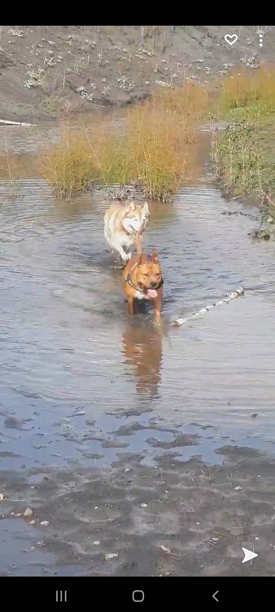 Osco participe au concours pour gagner de l'argent avec cette photo : bank, body_of_water, carnivore, dog, dog_breed, fawn, fluvial_landforms_of_streams, grass, lake, liquid, natural_landscape, plant, recreation, sporting_group, tidal_marsh, water, water_resources, watercourse, wetland, working_animal