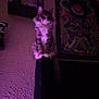 Lokita joined the competition — help win amazing prizes! bottle, broly, cat, dark_room, decor, dragon_ball, feline, figurine, fluffy, furniture, indoor, pet, poster, purple_light, shadow, shelf, sitting, tabby, wall, white_paws