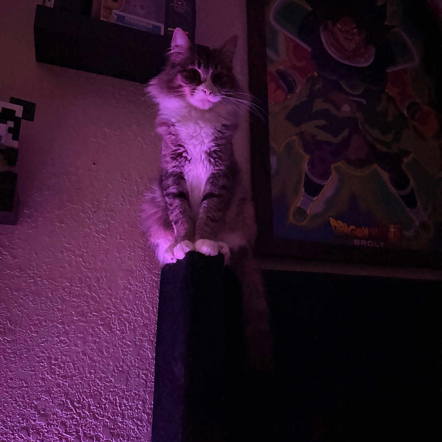Lokita joined the competition — help win amazing prizes! bottle, broly, cat, dark_room, decor, dragon_ball, feline, figurine, fluffy, furniture, indoor, pet, poster, purple_light, shadow, shelf, sitting, tabby, wall, white_paws