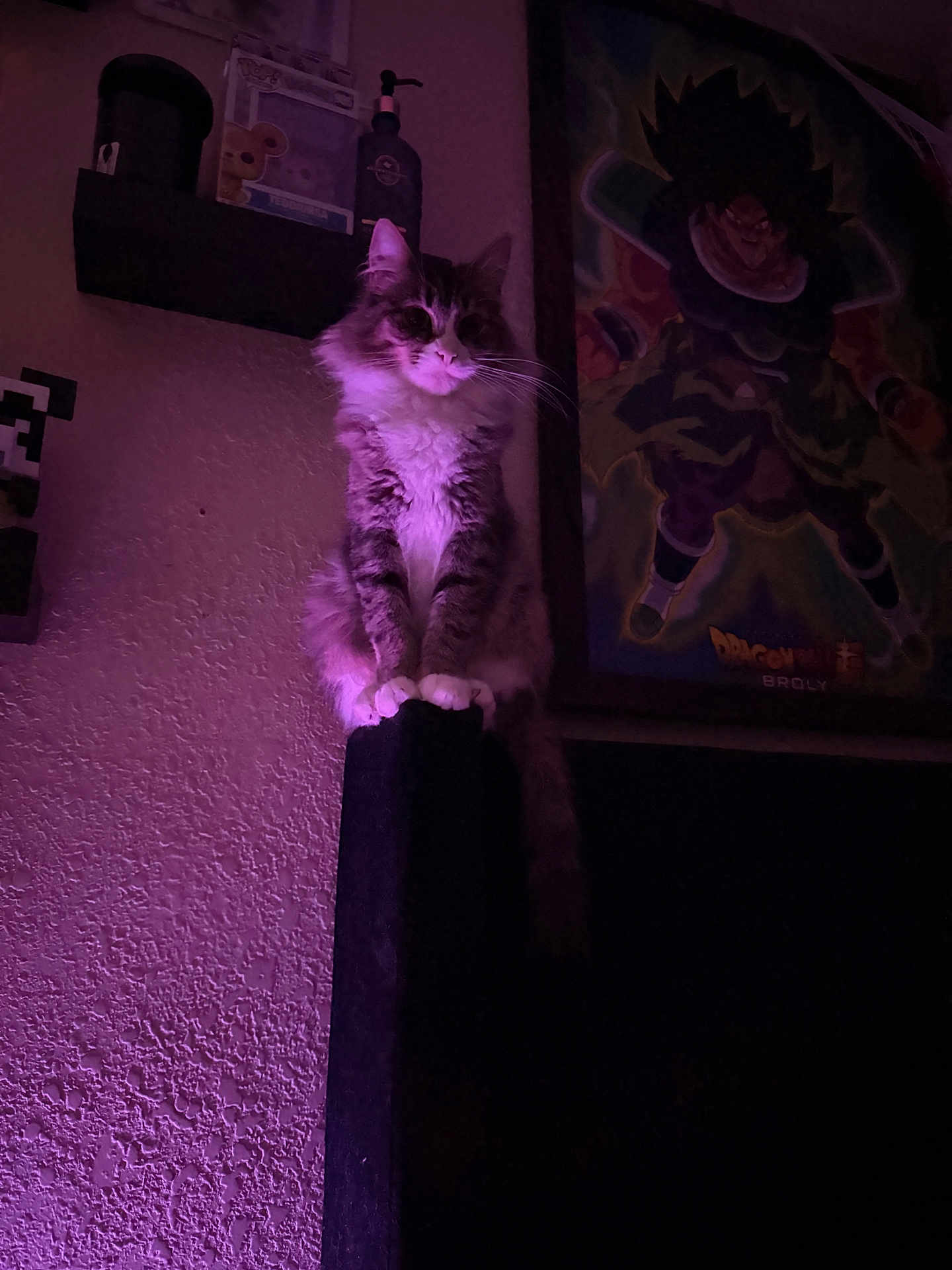 Lokita