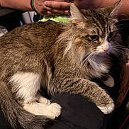 Lokita joined the competition — help win amazing prizes! animal, cat, companion, cozy, cute, domestic, ears, feline, fluffy, fur, hands, indoor, lap, person, pet, relaxed, resting, tabby, whiskers, white_paws