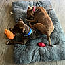 Bandit joined the competition — help win amazing prizes! dog, pet, dog_bed, toy, bone, floor, wood_floor, collar, brown_dog, brindle_dog, indoor, furniture_leg, yellow_chair, resting, playing, animal, domestic_animal, cozy, relaxing, home