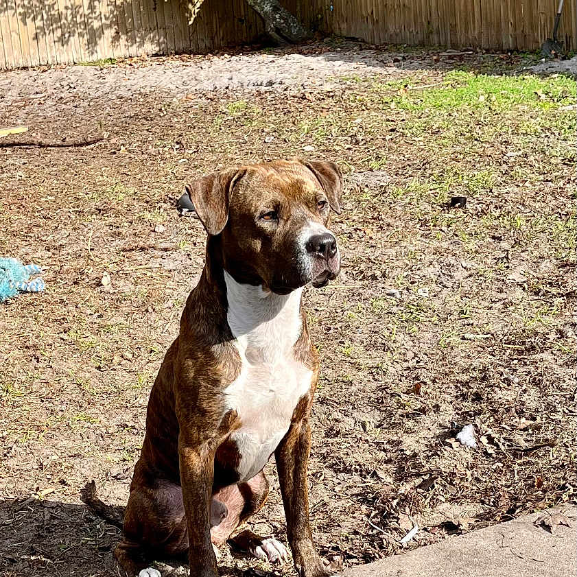 Bandit joined the competition — help win amazing prizes! dog, brindle, outdoor, yard, fence, tree, sunlight, pet, animal, sitting, grass, nature, canine, guarding, daylight, brown, white_chest, side_view, shadow, ground