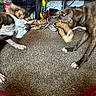 Bandit joined the competition — help win amazing prizes! dog, tug_of_war, toy, carpet, indoor, brown_dog, white_dog, play, pets, furniture, shelf, household_items, animal, chewing, fun, competition, canine, living_room, fur, paw
