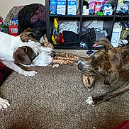 Bandit is registered to the contest to win money with this photo: dog, toy, tug_of_war, carpet, indoor, brown_dog, white_dog, shelf, household_items, clutter, play, pet, animal, fur, ears, snout, paw, chewing, interaction, domestic