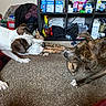 dog, toy, tug_of_war, carpet, indoor, brown_dog, white_dog, shelf, household_items, clutter, play, pet, animal, fur, ears, snout, paw, chewing, interaction, domestic