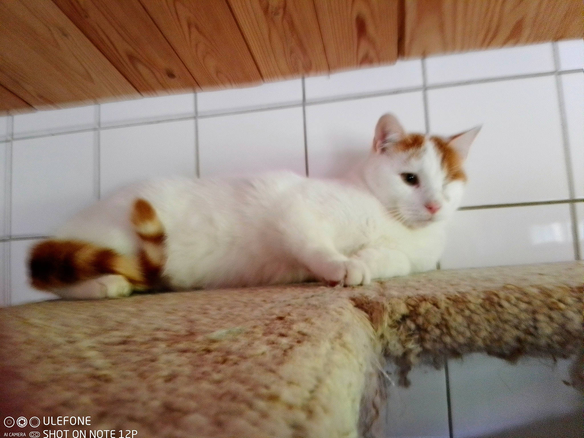 Soleil a rejoint le concours — aidez-le/la à gagner de superbes lots ! carnivore, cat, claw, comfort, domestic_short_haired_cat, felidae, fur, hardwood, paw, pet_supply, rectangle, small_to_medium_sized_cats, snout, tail, terrestrial_animal, whiskers, wood