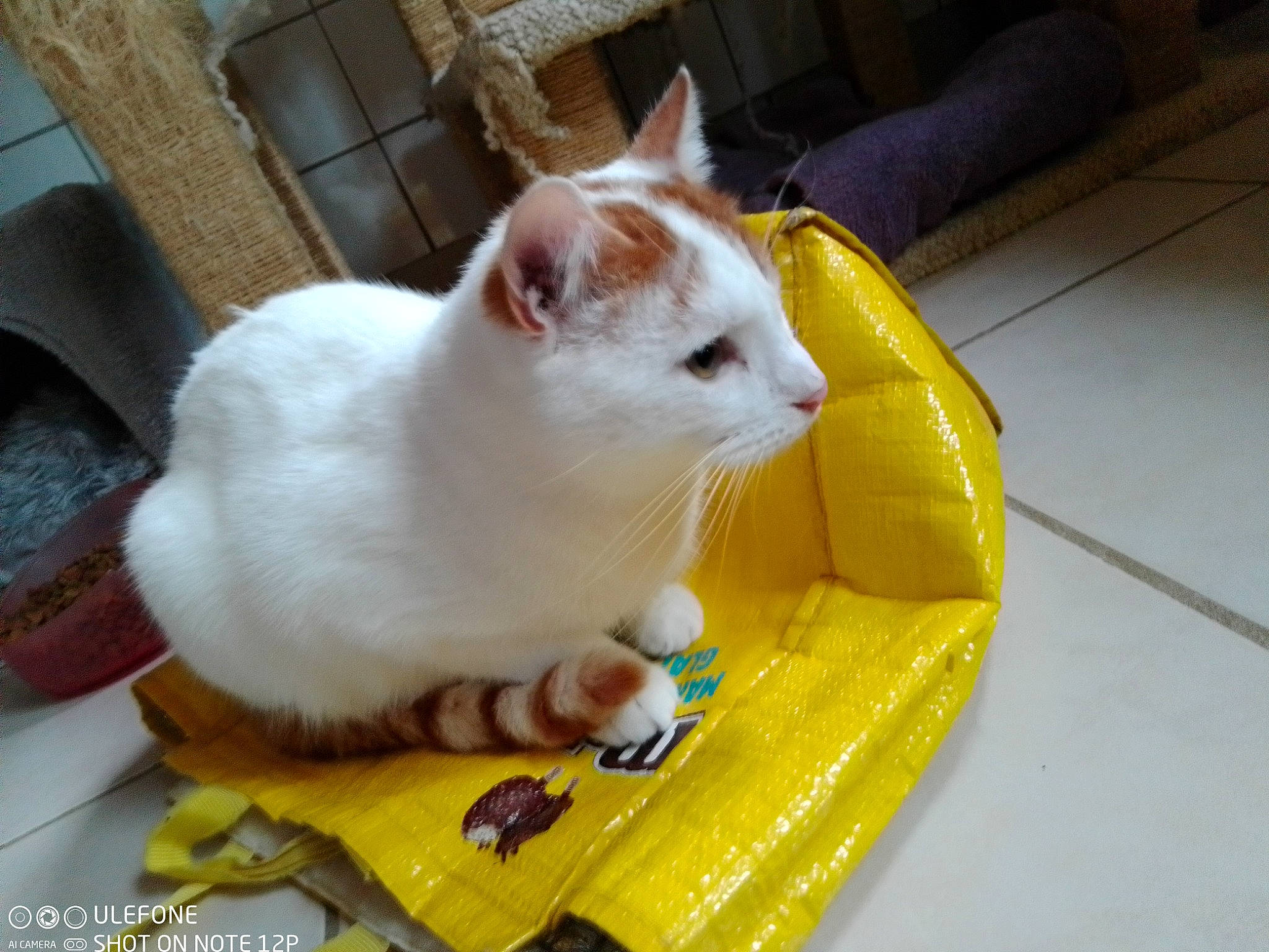 Soleil participe au concours pour gagner de l'argent avec cette photo : carnivore, cat, cat_supply, claw, domestic_short_haired_cat, eye, fawn, felidae, flooring, fur, paw, pet_supply, small_to_medium_sized_cats, snout, tail, whiskers