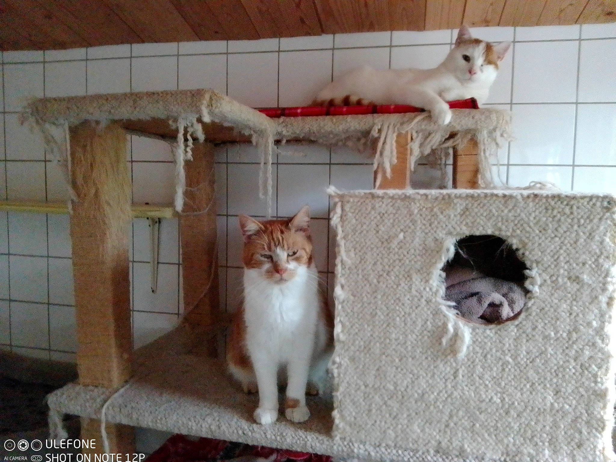 Soleil participe au concours pour gagner de l'argent avec cette photo : animal_shelter, art, carnivore, cat, cat_furniture, cat_supply, domestic_short_haired_cat, fawn, felidae, fur, mammal, paw, pet_supply, rectangle, room, small_to_medium_sized_cats, tail, vertebrate, whiskers, wood