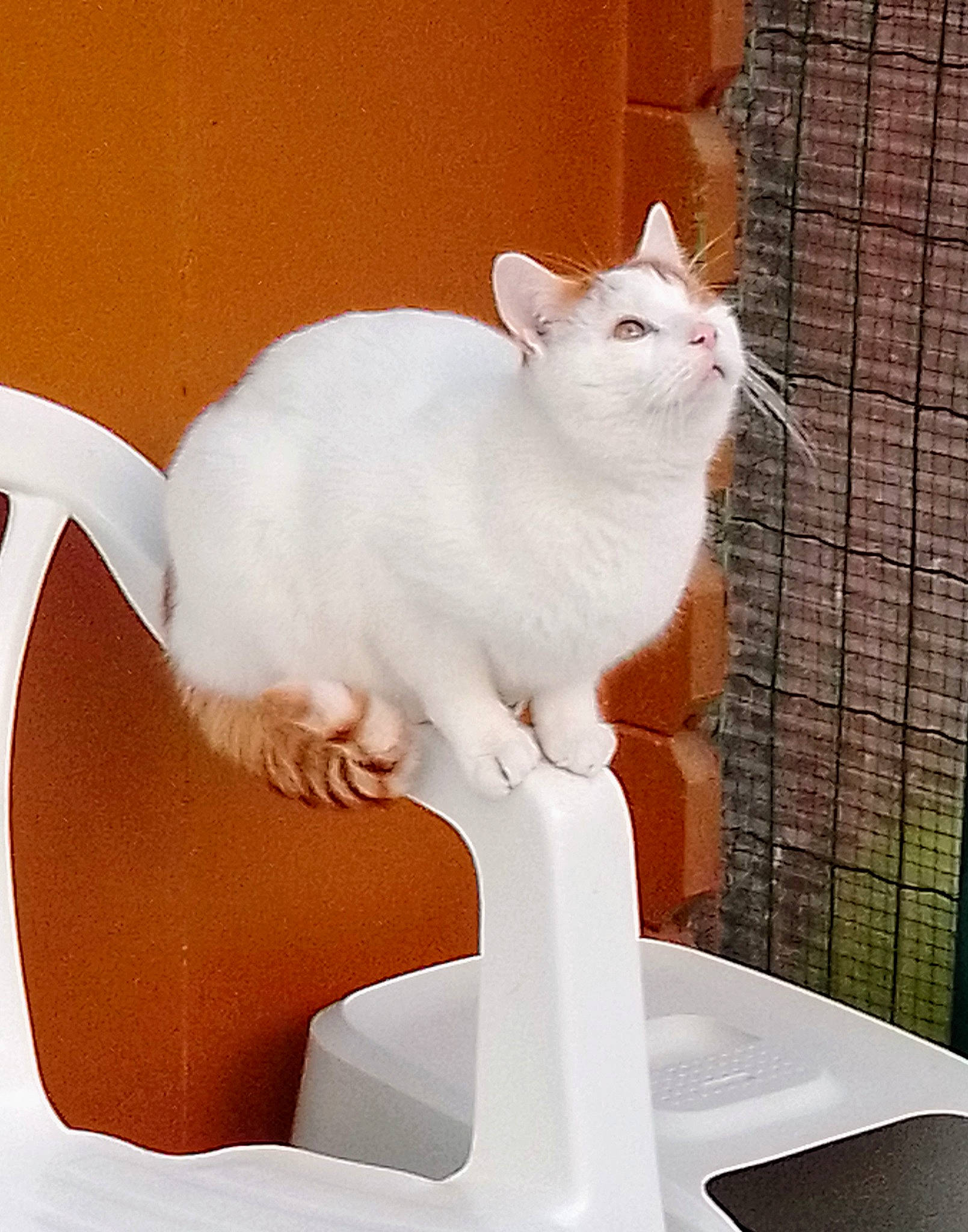 Soleil a rejoint le concours — aidez-le/la à gagner de superbes lots ! carnivore, cat, cat_supply, chair, comfort, domestic_short_haired_cat, felidae, fur, paw, pet_supply, sitting, small_to_medium_sized_cats, tail, whiskers, window