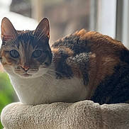 Moka a rejoint le concours — aidez-le/la à gagner de superbes lots ! cat, tabby, pet, animal, fur, whiskers, ears, eyes, face, portrait, cozy, blanket, window, indoor, soft_light, relaxed, feline, cute, resting, domestic