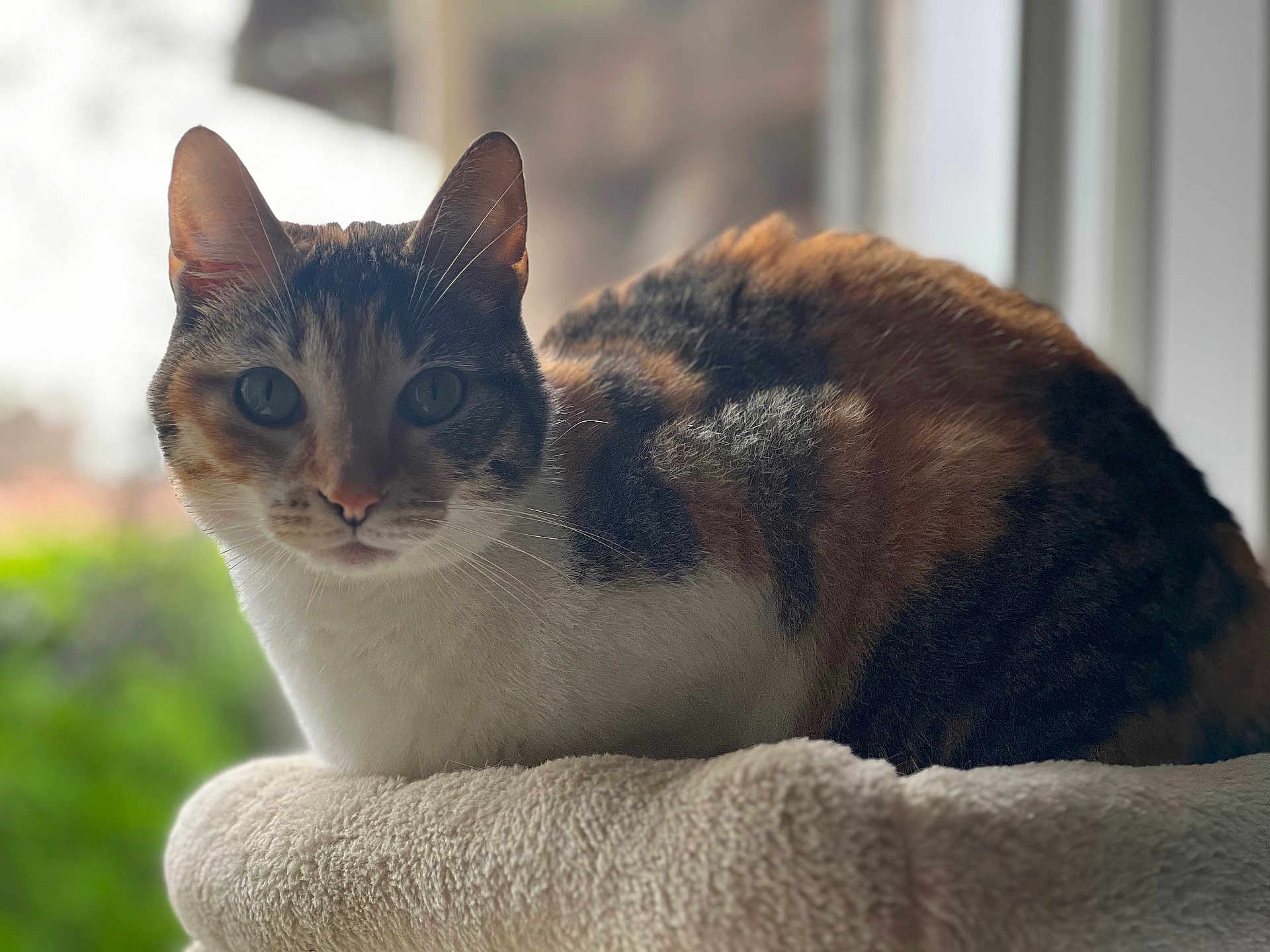 Moka a rejoint le concours — aidez-le/la à gagner de superbes lots ! cat, tabby, pet, animal, fur, whiskers, ears, eyes, face, portrait, cozy, blanket, window, indoor, soft_light, relaxed, feline, cute, resting, domestic