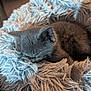 Smokey joined the competition — help win amazing prizes! kitten, cat, sleeping, fluffy_blanket, cozy, soft_texture, fur, resting, pet, animal, cute, domestic_cat, indoor, warm, napping, closeup, relaxation, comfort, feline, grey_cat