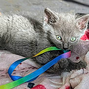 Smokey is registered to the contest to win money with this photo: kitten, gray_fur, ribbon, playful, indoor, blanket, soft_texture, pet, animal, cute, young, green_eyes, lying_down, close_up, paw, chewing, colorful, feline, domestic_cat, curious
