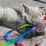 animal, blanket, chewing, close_up, colorful, curious, cute, domestic_cat, feline, gray_fur, green_eyes, indoor, kitten, lying_down, paw, pet, playful, ribbon, soft_texture, young