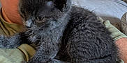 Smokey joined the competition — help win amazing prizes! kitten, cat, gray_cat, pet, indoor, person, face, shirt, couch, stone_wall, furniture, curious, fluffy, young_animal, animal, resting, cozy, closeup, domestic_cat, human