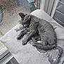 Smokey joined the competition — help win amazing prizes! cat, kitten, sleeping, gray_cat, blanket, window, rain, raindrops, cozy, indoor, pet, fur, paw, tail, relaxing, resting, soft_texture, home, quiet, peaceful