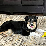 Mooch is registered to the contest to win money with this photo: dog, black_dog, tan_markings, white_paws, yellow_toy, rug, patterned_rug, couch, indoor, pet, animal, happy, tongue_out, laying_down, floor, wood_floor, living_room, fur, ears, eyes