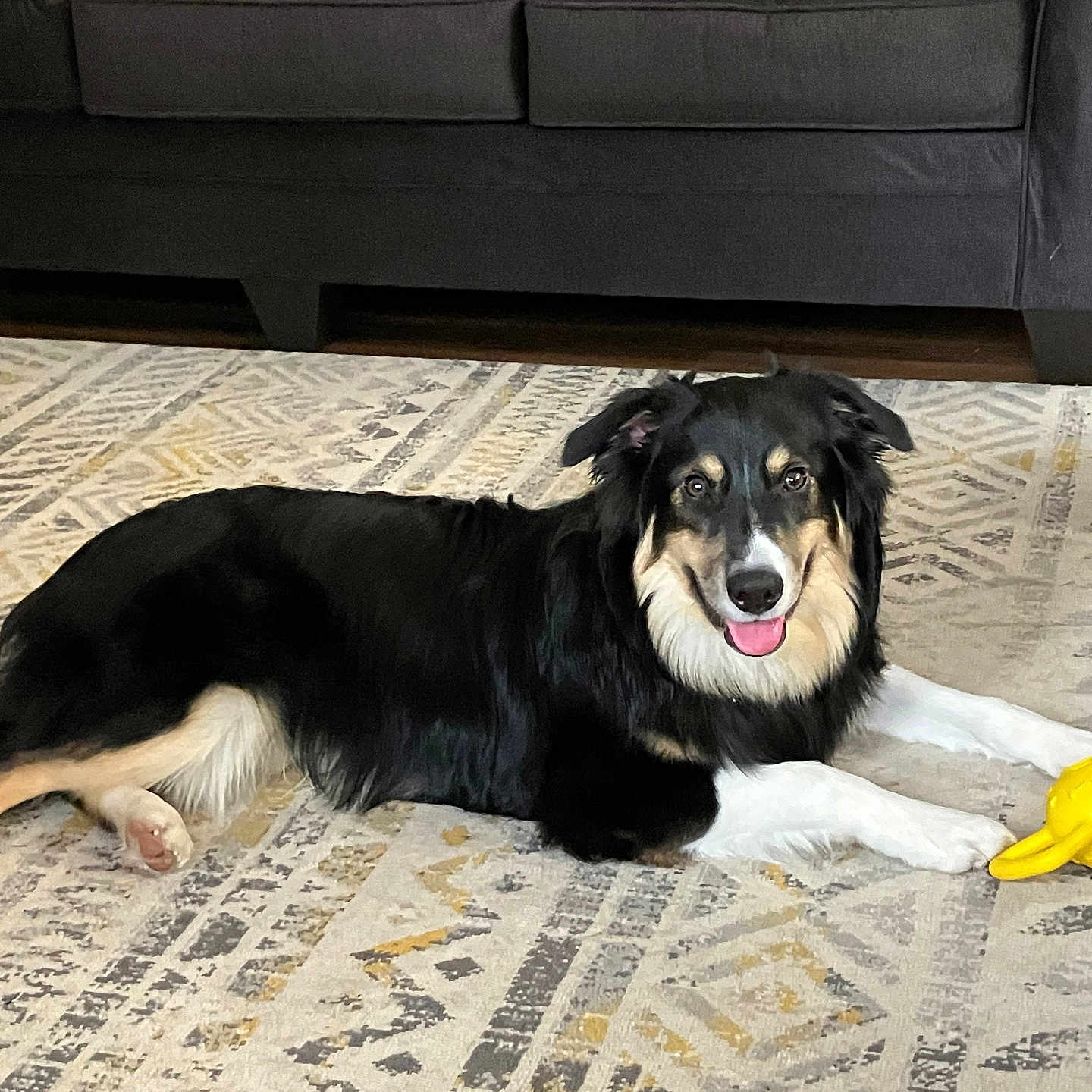 Mooch is registered to the contest to win money with this photo: animal, black_dog, couch, dog, ears, eyes, floor, fur, happy, indoor, laying_down, living_room, patterned_rug, pet, rug, tan_markings, tongue_out, white_paws, wood_floor, yellow_toy