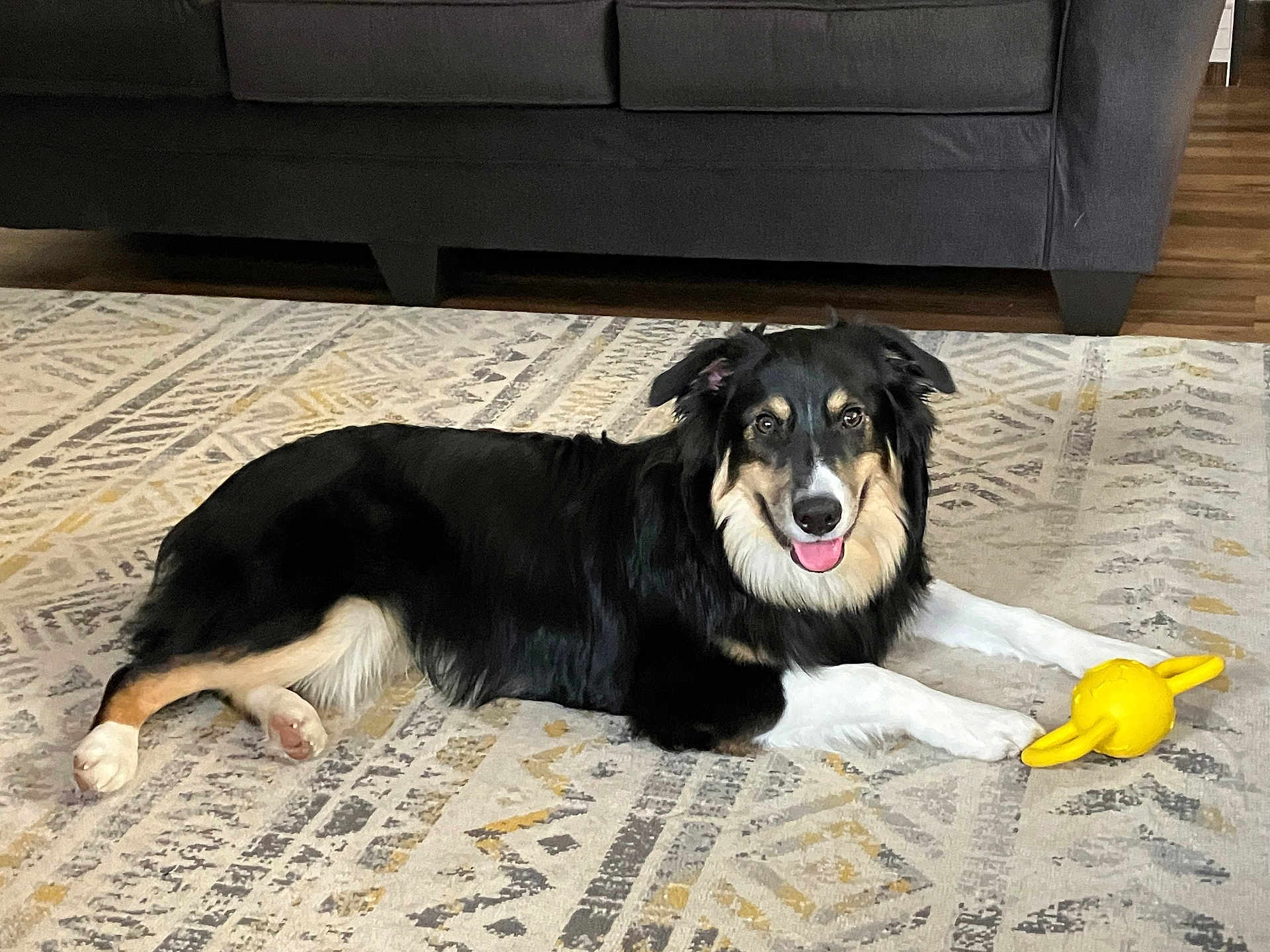 Mooch is registered to the contest to win money with this photo: dog, black_dog, tan_markings, white_paws, yellow_toy, rug, patterned_rug, couch, indoor, pet, animal, happy, tongue_out, laying_down, floor, wood_floor, living_room, fur, ears, eyes