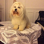 Banzai participe au concours pour gagner de l'argent avec cette photo : dog, fluffy, white, indoor, table, lace_tablecloth, pet, furniture, piano, bag, curious, sitting, calm, beard, long_hair, domestic_animal, companion, cute, animal, home