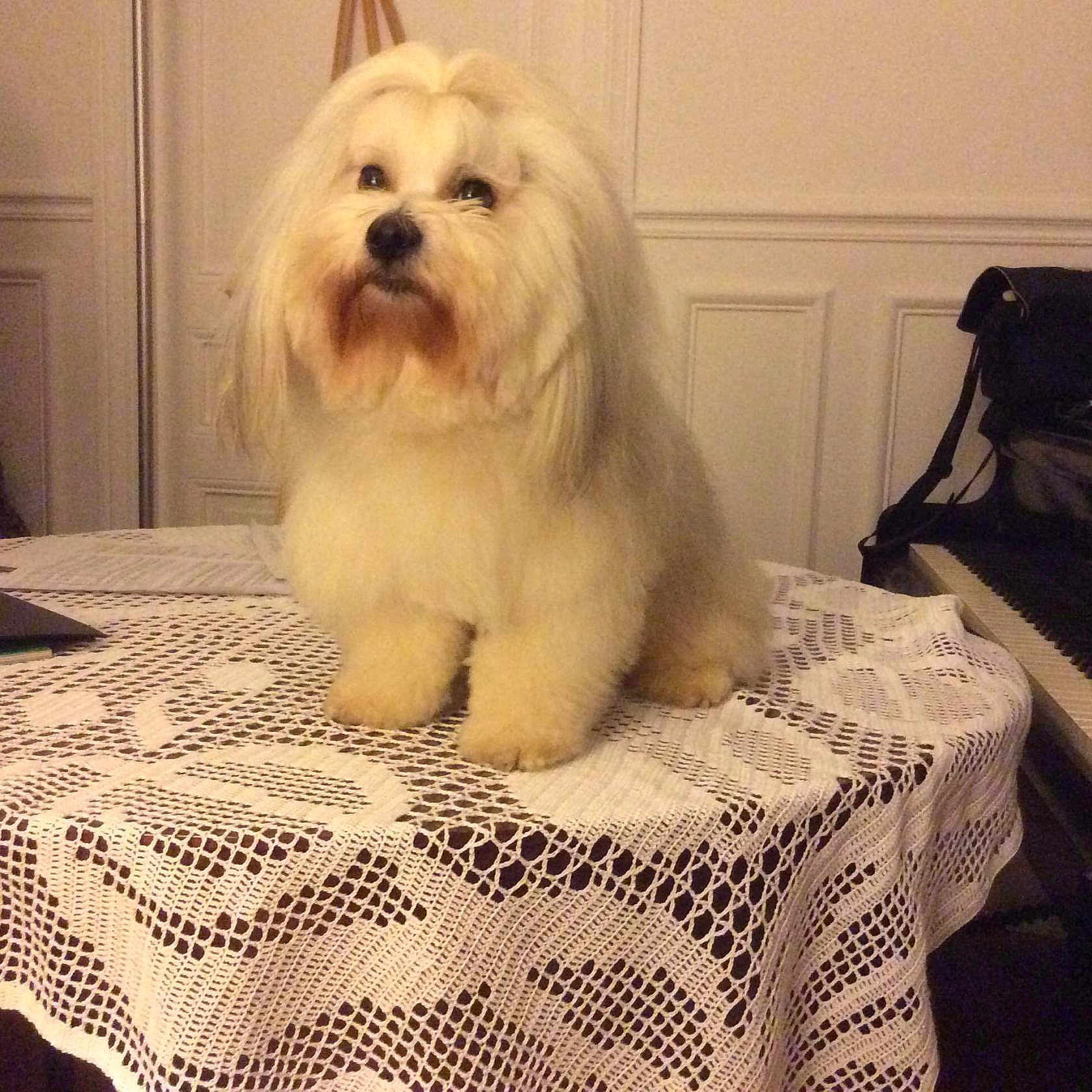 Banzai participe au concours pour gagner de l'argent avec cette photo : dog, fluffy, white, indoor, table, lace_tablecloth, pet, furniture, piano, bag, curious, sitting, calm, beard, long_hair, domestic_animal, companion, cute, animal, home