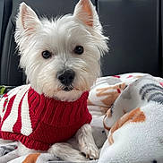 Luna is registered to the contest to win money with this photo: dog, white_dog, west_highland_terrier, pet, sweater, red_sweater, striped_sweater, blanket, soft_blanket, car_interior, backseat, cozy, cute, fluffy, animal, portrait, looking_at_camera, ears_up, small_dog, indoors
