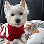 dog, white_dog, west_highland_terrier, pet, sweater, red_sweater, striped_sweater, blanket, soft_blanket, car_interior, backseat, cozy, cute, fluffy, animal, portrait, looking_at_camera, ears_up, small_dog, indoors