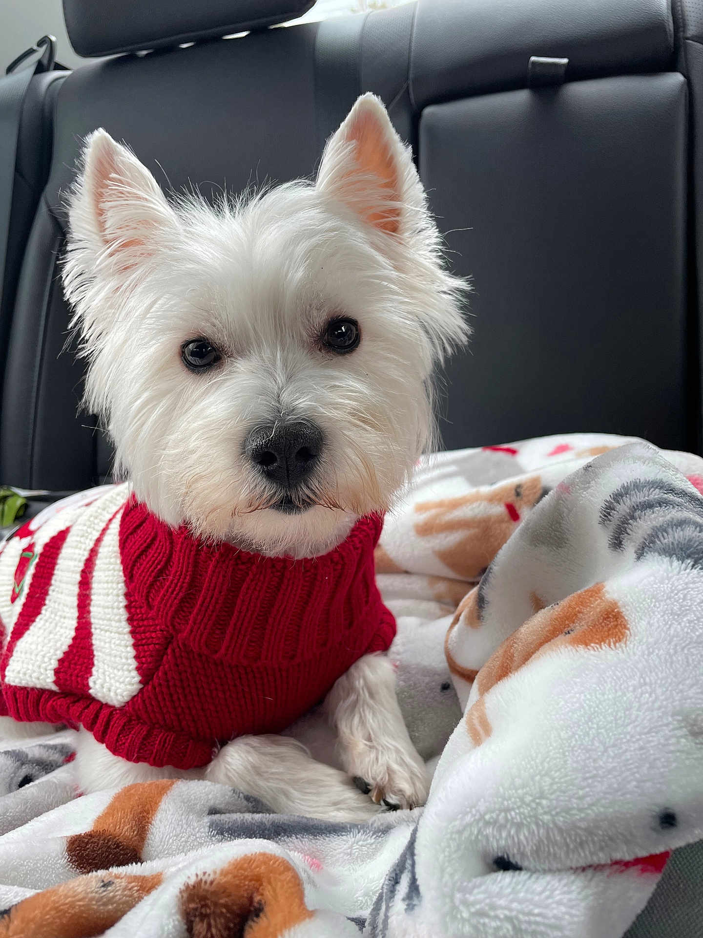 Luna is registered to the contest to win money with this photo: dog, white_dog, west_highland_terrier, pet, sweater, red_sweater, striped_sweater, blanket, soft_blanket, car_interior, backseat, cozy, cute, fluffy, animal, portrait, looking_at_camera, ears_up, small_dog, indoors
