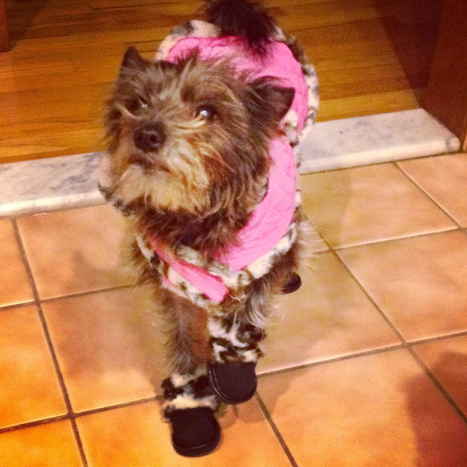 Chrissy is registered to the contest to win money with this photo: carnivore, collar, companion_dog, dog, dog_breed, dog_collar, dog_supply, fawn, flooring, fur, hardwood, liver, pet_supply, small_terrier, snout, sporting_group, terrier, tile_flooring, toy_dog, working_animal