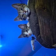 Orion participe au concours pour gagner de l'argent avec cette photo : cat, kitten, tabby, pets, animal, cute, indoor, blue_light, feline, curious, cozy, bed, paws, whiskers, face, ears, looking, resting, furniture, closeup