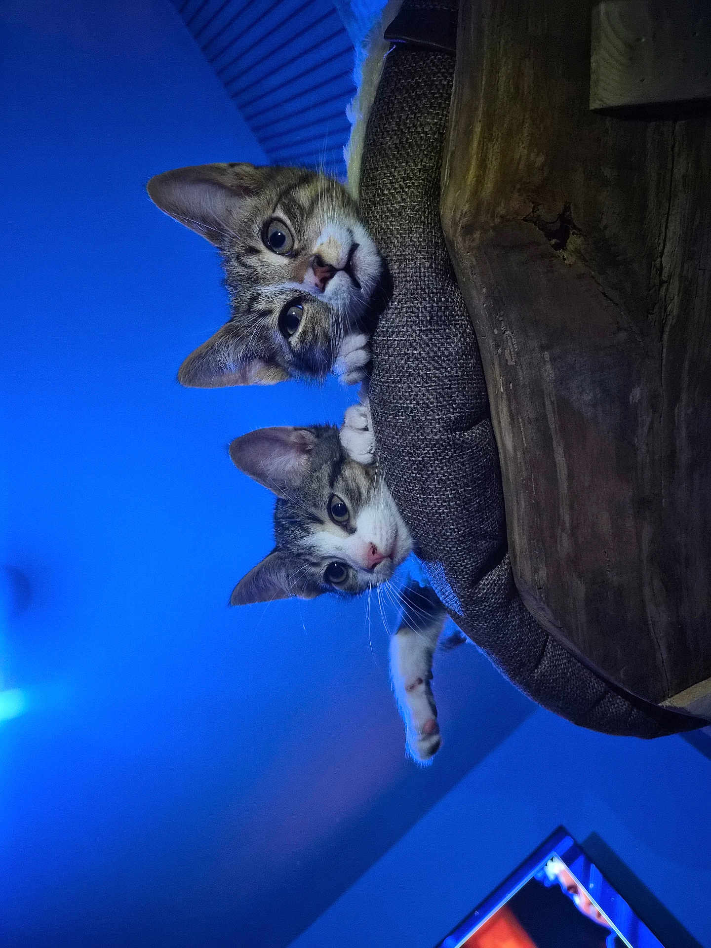 Orion participe au concours pour gagner de l'argent avec cette photo : cat, kitten, tabby, pets, animal, cute, indoor, blue_light, feline, curious, cozy, bed, paws, whiskers, face, ears, looking, resting, furniture, closeup