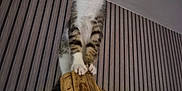 Orion a rejoint le concours — aidez-le/la à gagner de superbes lots ! kitten, cat, wood, striped_wallpaper, indoor, pet, animal, curious, claws, feline, vertical, looking_up, young, whiskers, ears, tail, standing, close_up, domestic_cat, fur