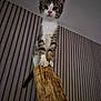kitten, cat, wood, striped_wallpaper, indoor, pet, animal, curious, claws, feline, vertical, looking_up, young, whiskers, ears, tail, standing, close_up, domestic_cat, fur