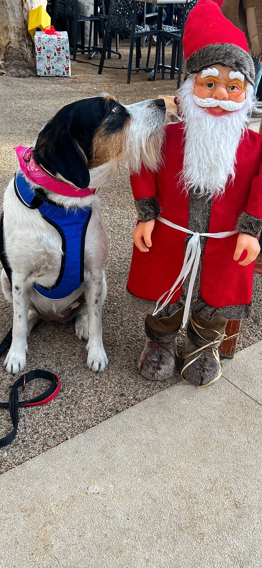 Symba a rejoint le concours — aidez-le/la à gagner de superbes lots ! black_white_dog, chairs, christmas, decoration, dog, festive, figurine, floor, gift_bag, harness, holiday, leash, outdoor, patio, pet, portrait, red_hat, santa_claus, scruffy_dog, white_beard