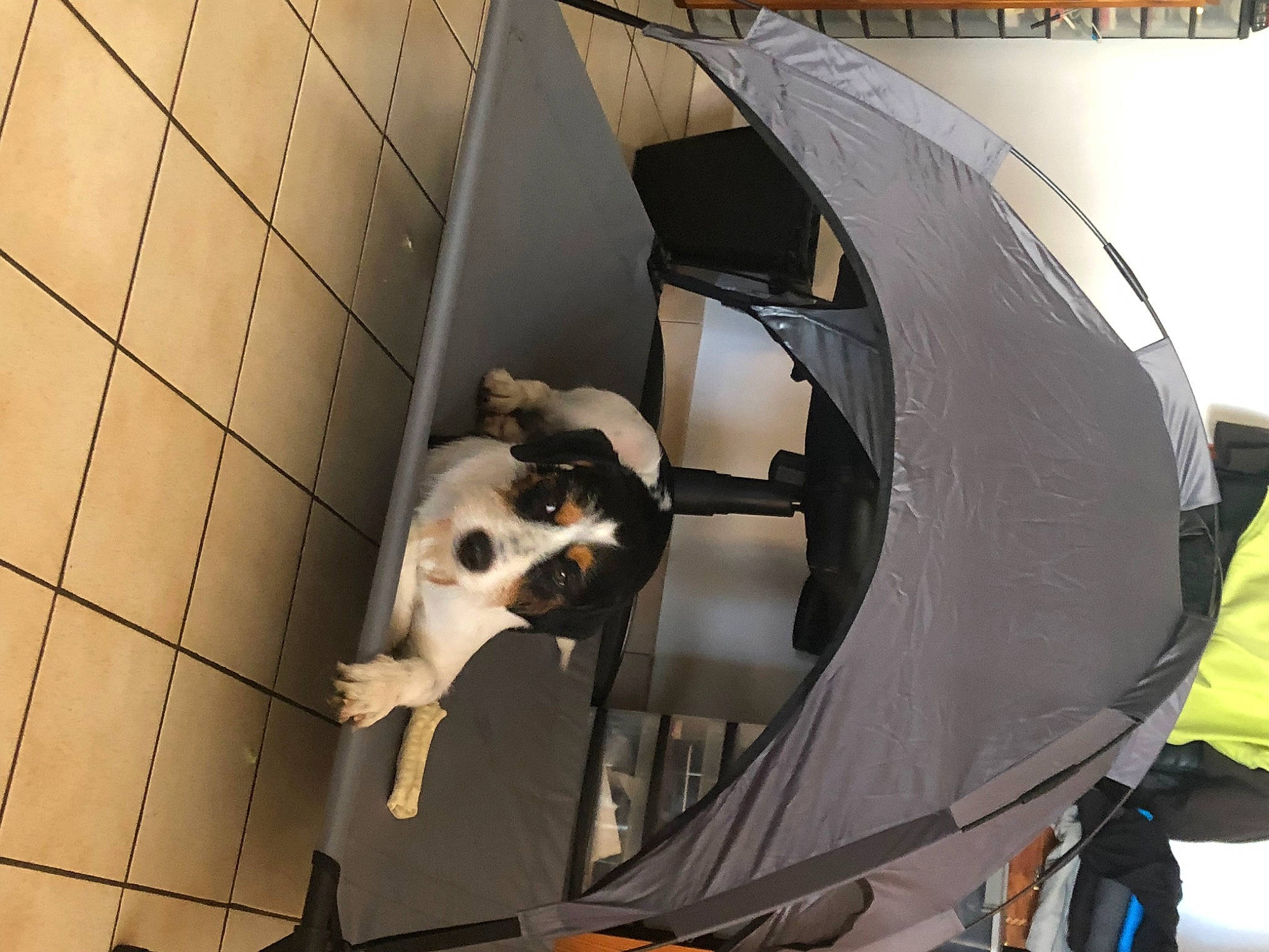 Symba a rejoint le concours — aidez-le/la à gagner de superbes lots ! aerospace_engineering, art, audio_equipment, auto_part, automotive_design, automotive_exterior, automotive_wheel_system, canidae, carnivore, companion_dog, dog_breed, event, eyewear, fur, metal, sculpture, snout, sporting_group, tent, wood