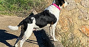 Symba participe au concours pour gagner de l'argent avec cette photo : animal, black_and_white_dog, dog, grass, long_tail, nature, outdoors, path, pet, pink_collar, rocks, scenic, shadow, shrubs, side_view, standing, stone_wall, sunlight, trail, vegetation