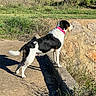 animal, black_and_white_dog, dog, grass, long_tail, nature, outdoors, path, pet, pink_collar, rocks, scenic, shadow, shrubs, side_view, standing, stone_wall, sunlight, trail, vegetation