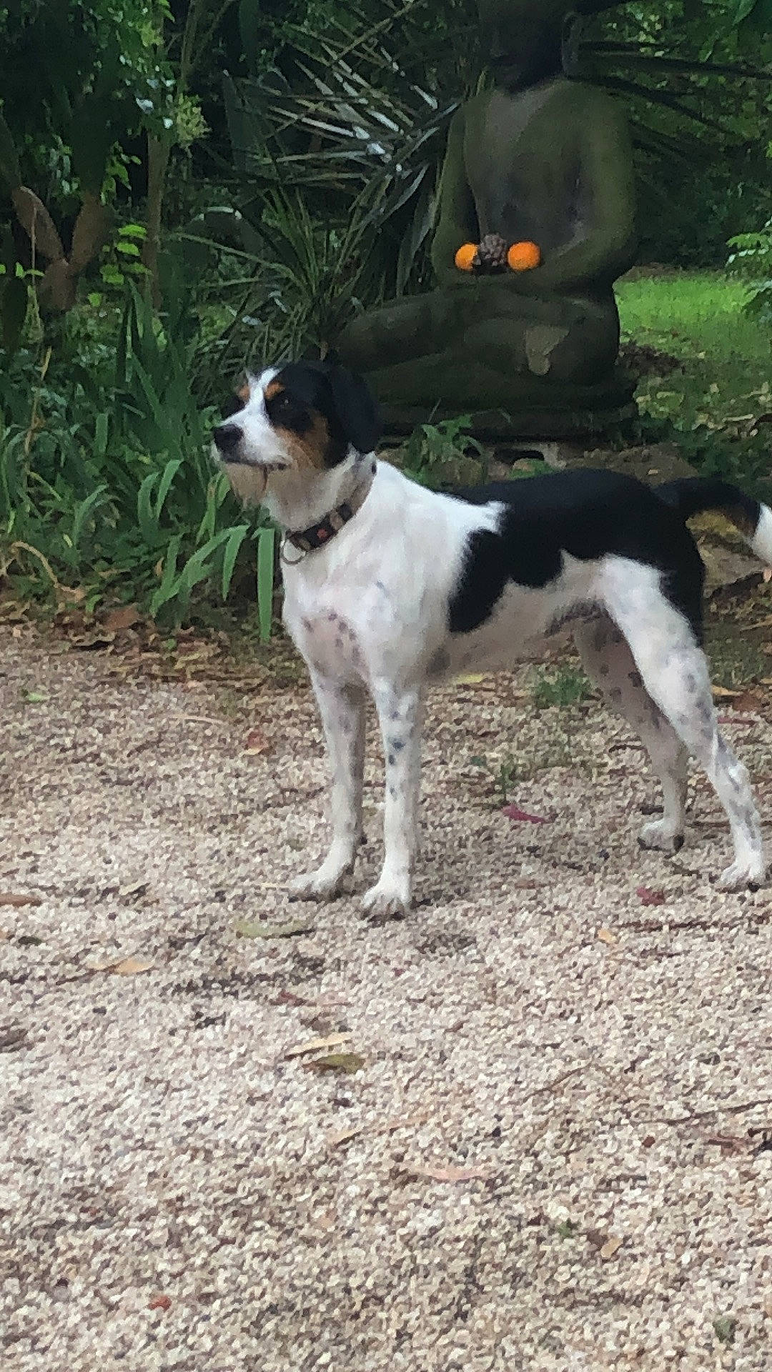 Symba participe au concours pour gagner de l'argent avec cette photo : collar, companion_dog, dog, dog_breed, grass, gun_dog, hunting_dog, plant, soil, tail, terrestrial_animal, working_animal, working_dog