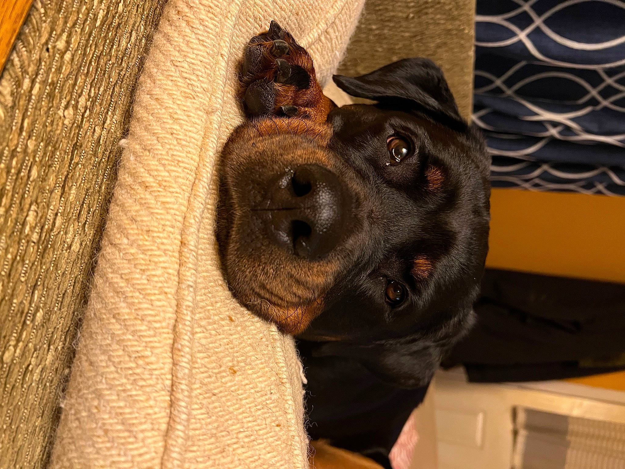 Lola joined the competition — help win amazing prizes! canidae, carnivore, collar, companion_dog, dog, dog_breed, ear, fawn, fur, guard_dog, hardwood, hat, liver, non_sporting_group, pattern, snout, sporting_group, whiskers, wood, working_animal