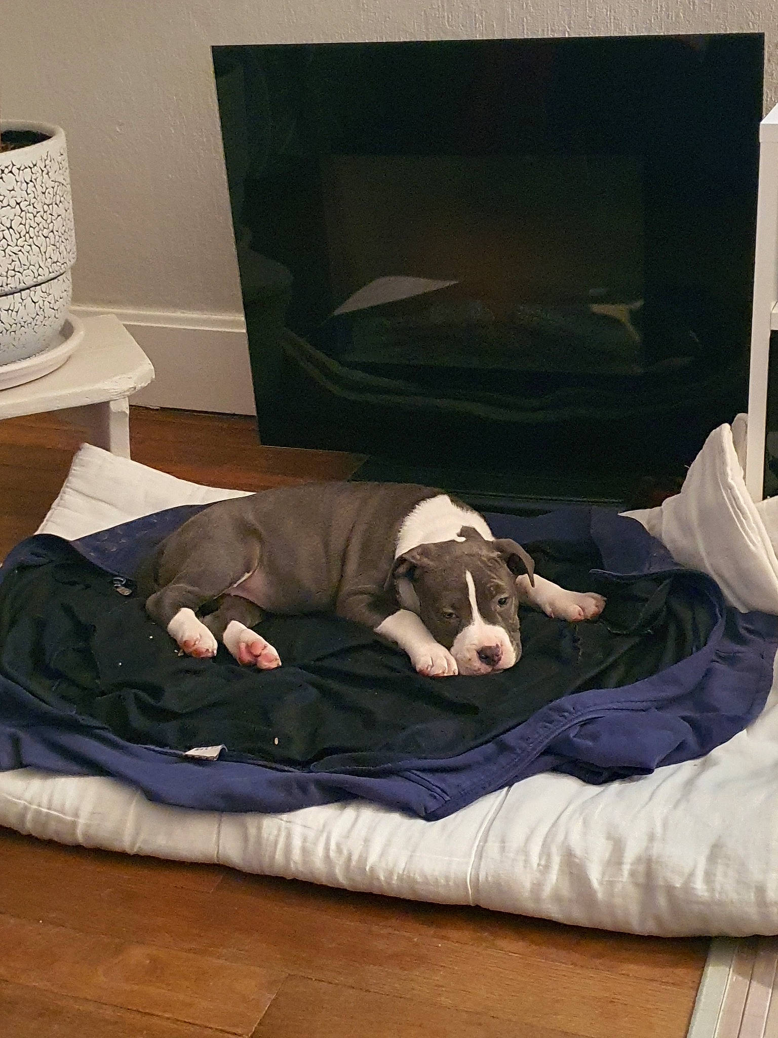Dana participe au concours pour gagner de l'argent avec cette photo : american_bulldog, canidae, carnivore, comfort, companion_dog, couch, dog, dog_bed, dog_breed, furniture, nap, non_sporting_group, room, sporting_group