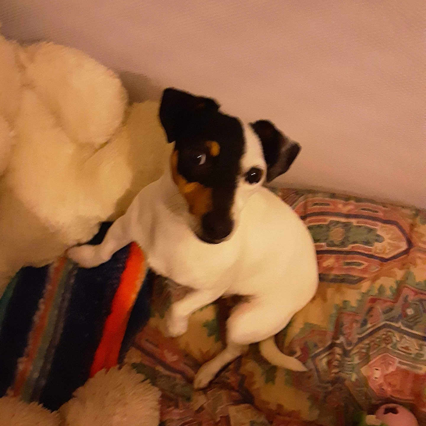 Sabine Leroy a rejoint le concours — aidez-le/la à gagner de superbes lots ! animal, black_and_white, blanket, companion, cozy, curious, cute, dog, domestic_animal, fur, home, indoor, looking_up, patterned_blanket, pet, relaxed, resting, small_dog, soft_lighting, stuffed_toy