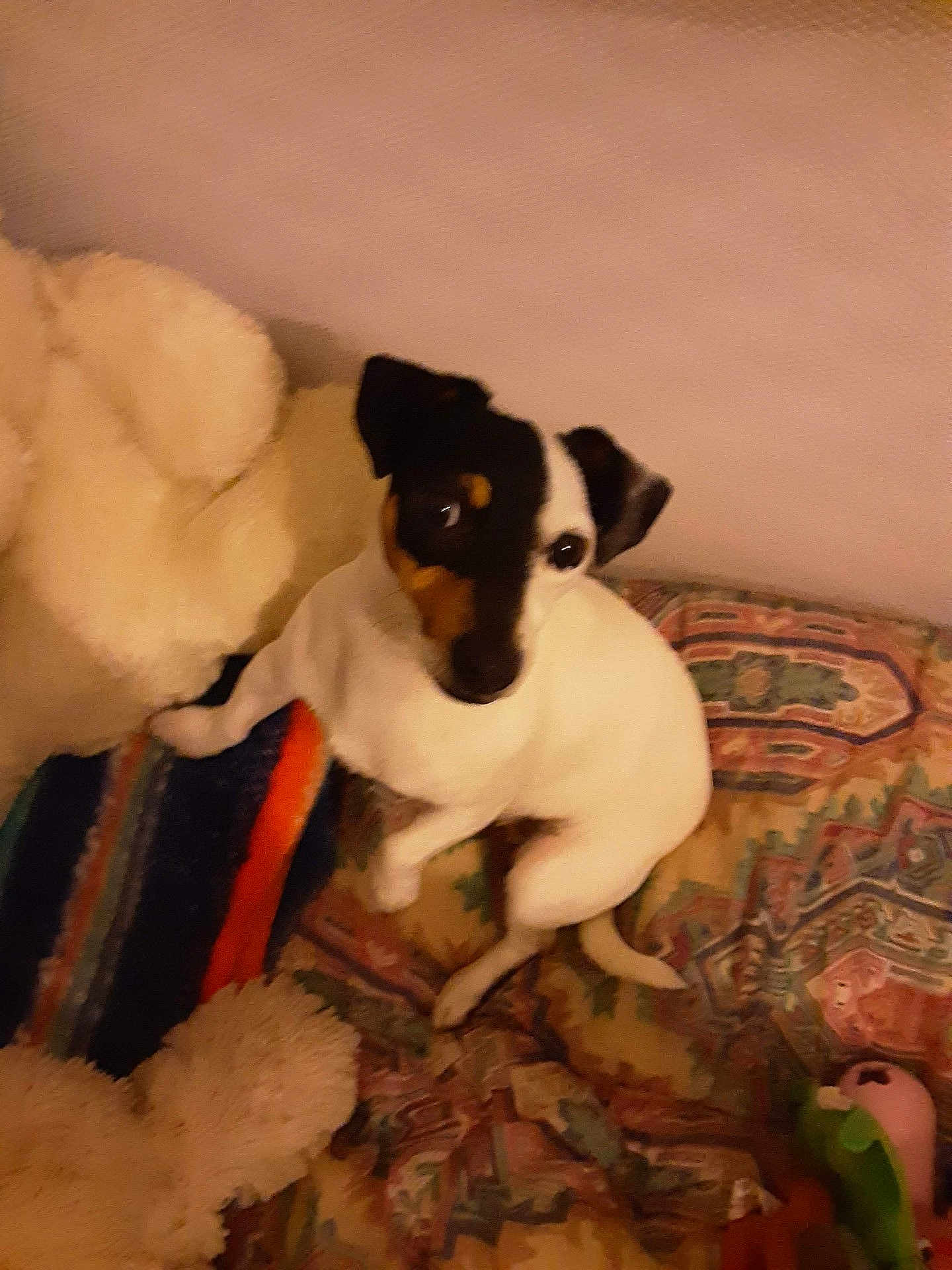 Sabine Leroy a rejoint le concours — aidez-le/la à gagner de superbes lots ! dog, small_dog, black_and_white, pet, indoor, blanket, stuffed_toy, cozy, curious, animal, companion, cute, fur, patterned_blanket, resting, looking_up, soft_lighting, home, domestic_animal, relaxed