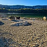 cat, black_cat, animal, pet, outdoors, lakeside, lake, shoreline, pebbles, rocks, cliff, forest, trees, nature, landscape, scenery, sunlight, water, beach, walking